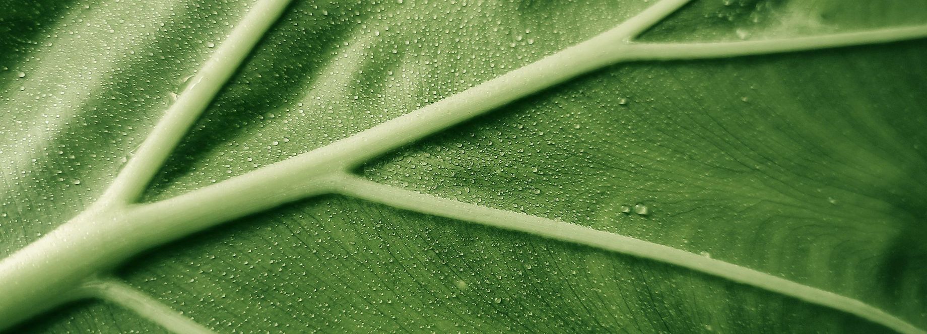 Photo by Sneaky Head on Unsplash